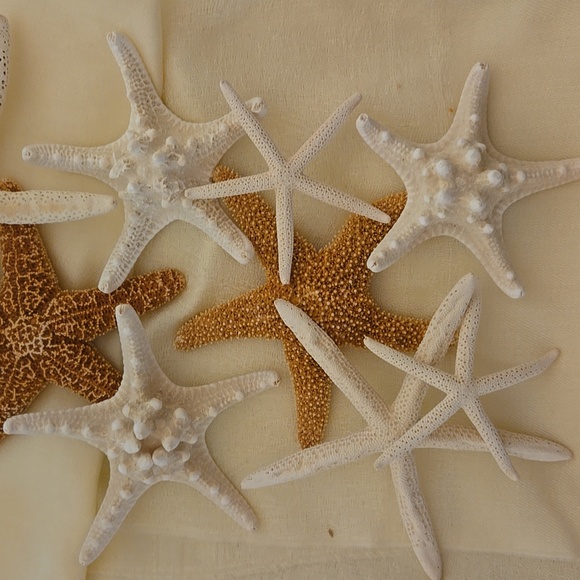 Other - 9 Assorted Starfish